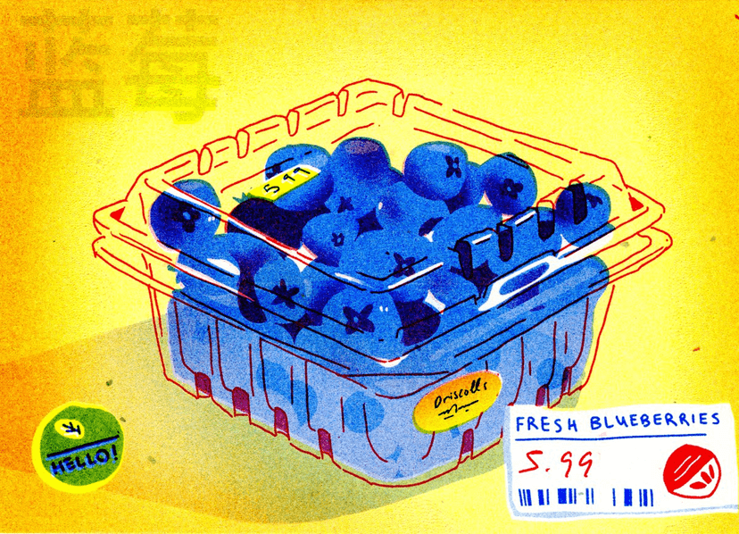blueberries illustration